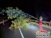 20240808baum 4